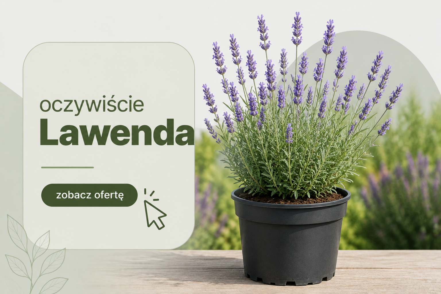 Sadzenie lawendy – kiedy i jak prawidłowo sadzić lawendę, by urzekała kolorem i zapachem?