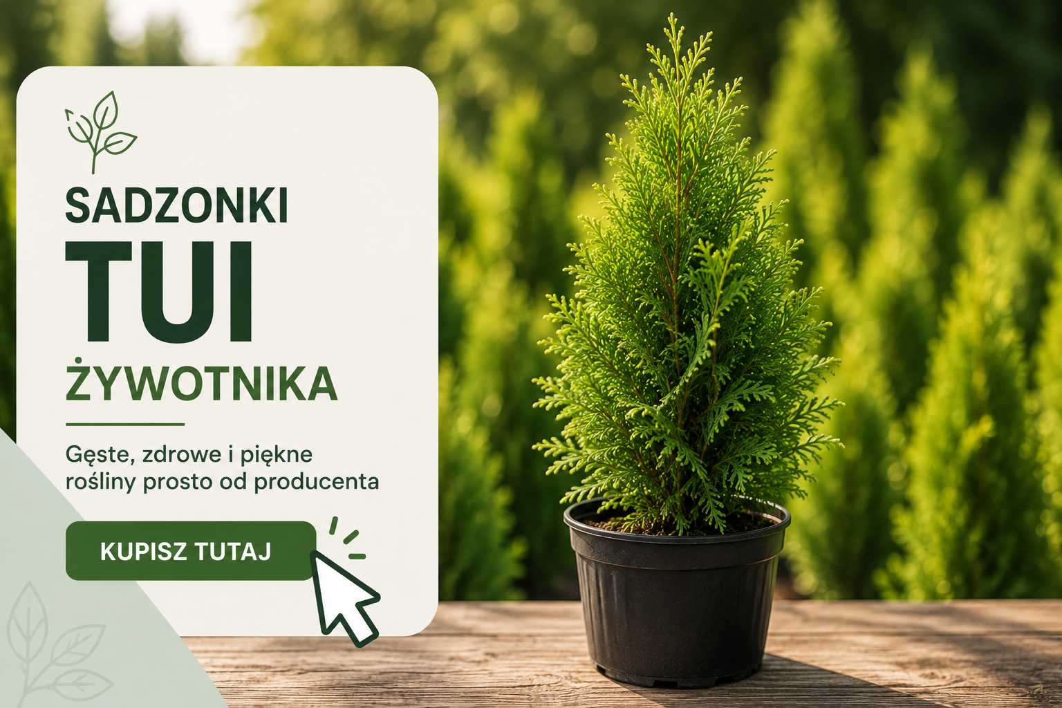 Tuja Szmaragd czy Braband? Jaka Tuja najlepsza na żywopłot?