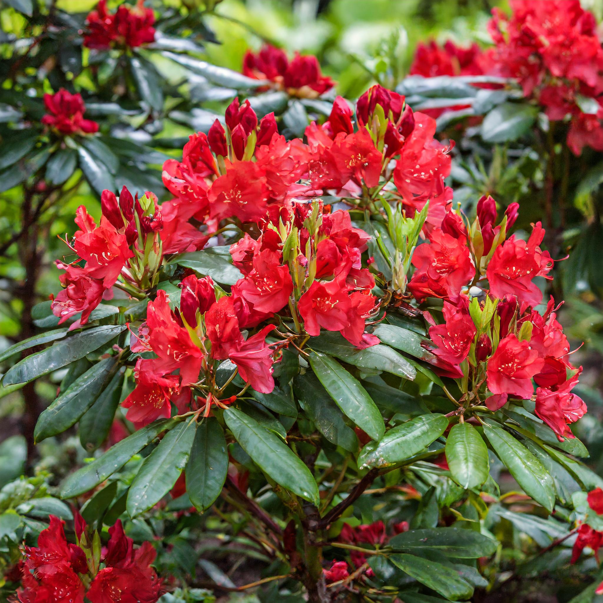 Rododendrs Rhododendron różanecznik Red Jack - wszystko dla ogrodu