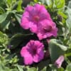 Supertunia kaskadowa VISTA - FUCHSIA Supertunia kaskadowa VISTA - FUCHSIA 3