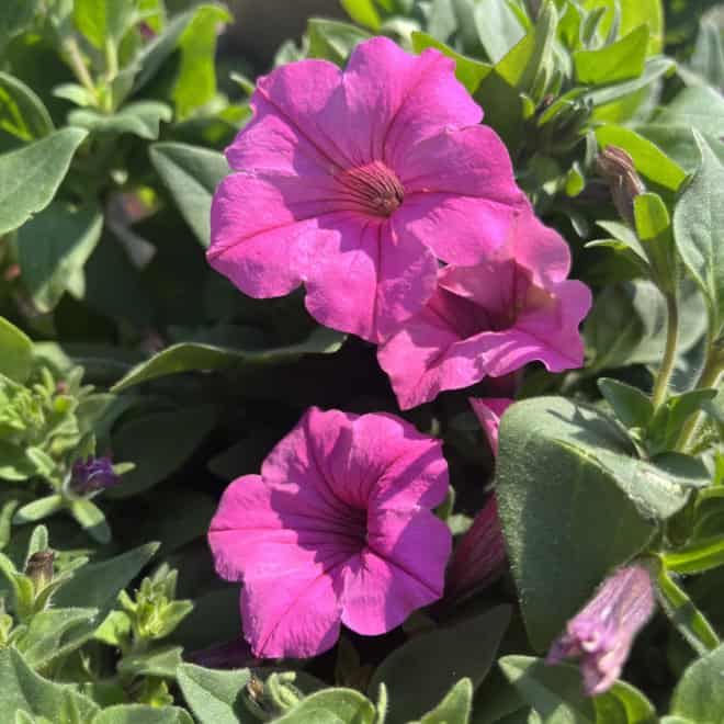 Supertunia kaskadowa VISTA - FUCHSIA Supertunia kaskadowa VISTA - FUCHSIA 3