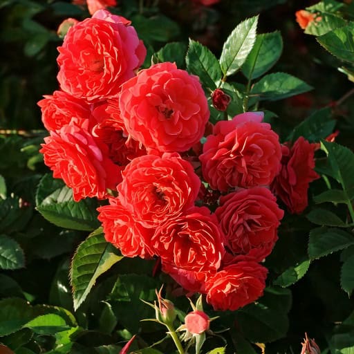 Róża pnąca 'STARLET ROSES 'Carmen' Rosa STARLET ROSES 'Carmen' (Róża pnąca) 2