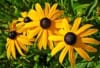 Rudbekia Rudbeckia 3