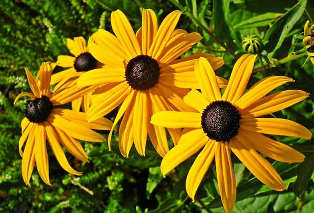 Rudbekia Rudbeckia 3