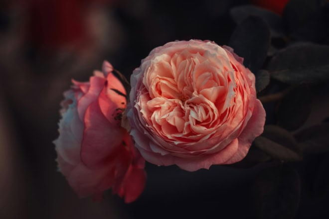 Róża pnąca "PIROUETTE" - jasno różowe kwiaty Rosa "Pirouette" 1