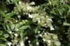 Hortensja pnąca (Hydrangea petiolaris) - PNĄCA I KWITNĄCA Hydrangea petiolaris c2 3