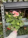 Pelargonia różana ROSEBUD ASTRID - rarytas, jak róże 2