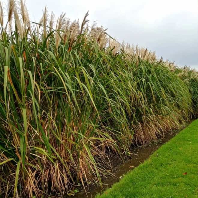Miskant olbrzymi Miscanthus × giganteus 1