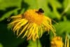 Dzielżan Hoopesa Helenium hoopesii 2