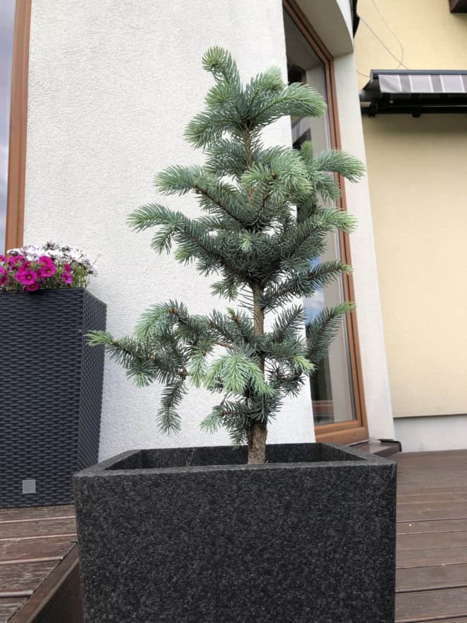 Świerk srebrny szczepiony na pniu Świerk srebrny szczepiony na pniu 7