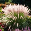 Rozplenica japońska COMPRESSUM Pennisetum alopecuriodes | P. compressum 4