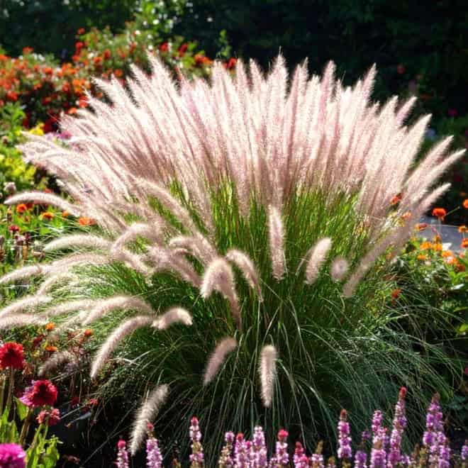 Rozplenica japońska COMPRESSUM Pennisetum alopecuriodes | P. compressum 4