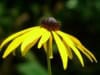 Rudbekia Rudbeckia 4