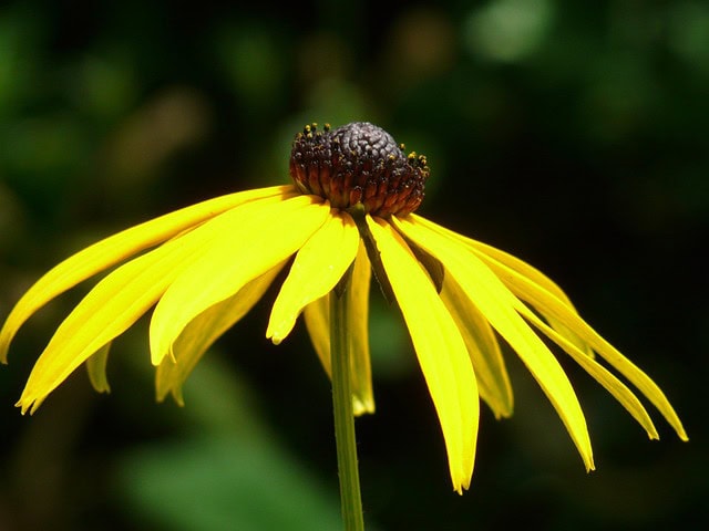 Rudbekia Rudbeckia 4
