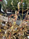 Wierzba Smocza Sekka - Jedyna w swoim rodzaju roślina Salix udensis 'Sekka' 3