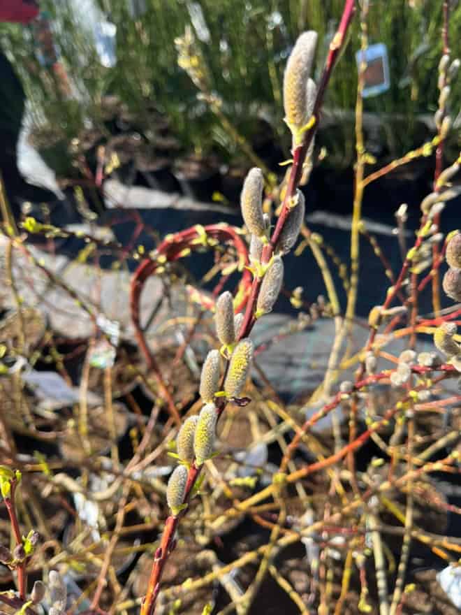 Wierzba Smocza Sekka - Jedyna w swoim rodzaju roślina Salix udensis 'Sekka' 3