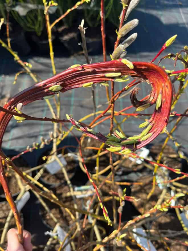 Wierzba Smocza Sekka - Jedyna w swoim rodzaju roślina Salix udensis 'Sekka' 4