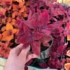 Koleus czerwony - kolorowa pokrzywka brazylijska sadzonki Koleus czerwony - kolorowa pokrzywka brazylijska sadzonki 2