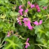 Pelargonia zwisająca - różowo fioletowa Pelargonia zwisająca - różowo fioletowa 2