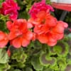 Pelargonia rabatowa - różowo-pomarańczowa CALIOPE Pelargonia rabatowa - różowo-pomarańczowa CALIOPE 2