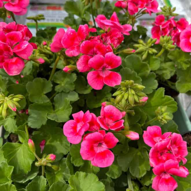 Pelargonia rabatowa - różowa CALIOPE Pelargonia rabatowa - różowa CALIOPE 2