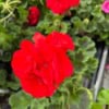 Pelargonia rabatowa - czerwona CALIOPE Pelargonia rabatowa - czerwona CALIOPE 2