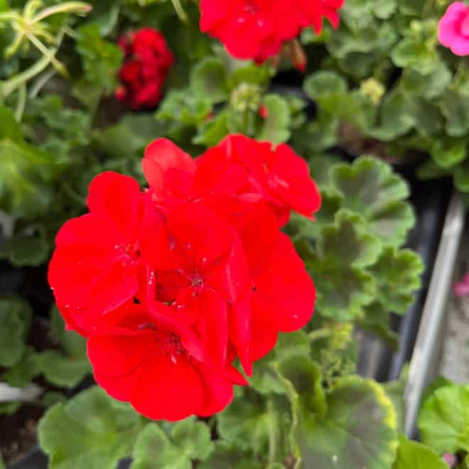 Pelargonia rabatowa - czerwona CALIOPE Pelargonia rabatowa - czerwona CALIOPE 2