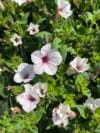 Supertunia kaskadowa VISTA - SILVERBERRY Supertunia kaskadowa VISTA - SILVERBERRY 3