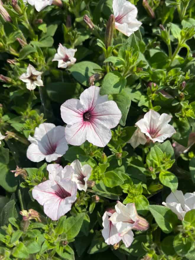 Supertunia kaskadowa VISTA - SILVERBERRY Supertunia kaskadowa VISTA - SILVERBERRY 3