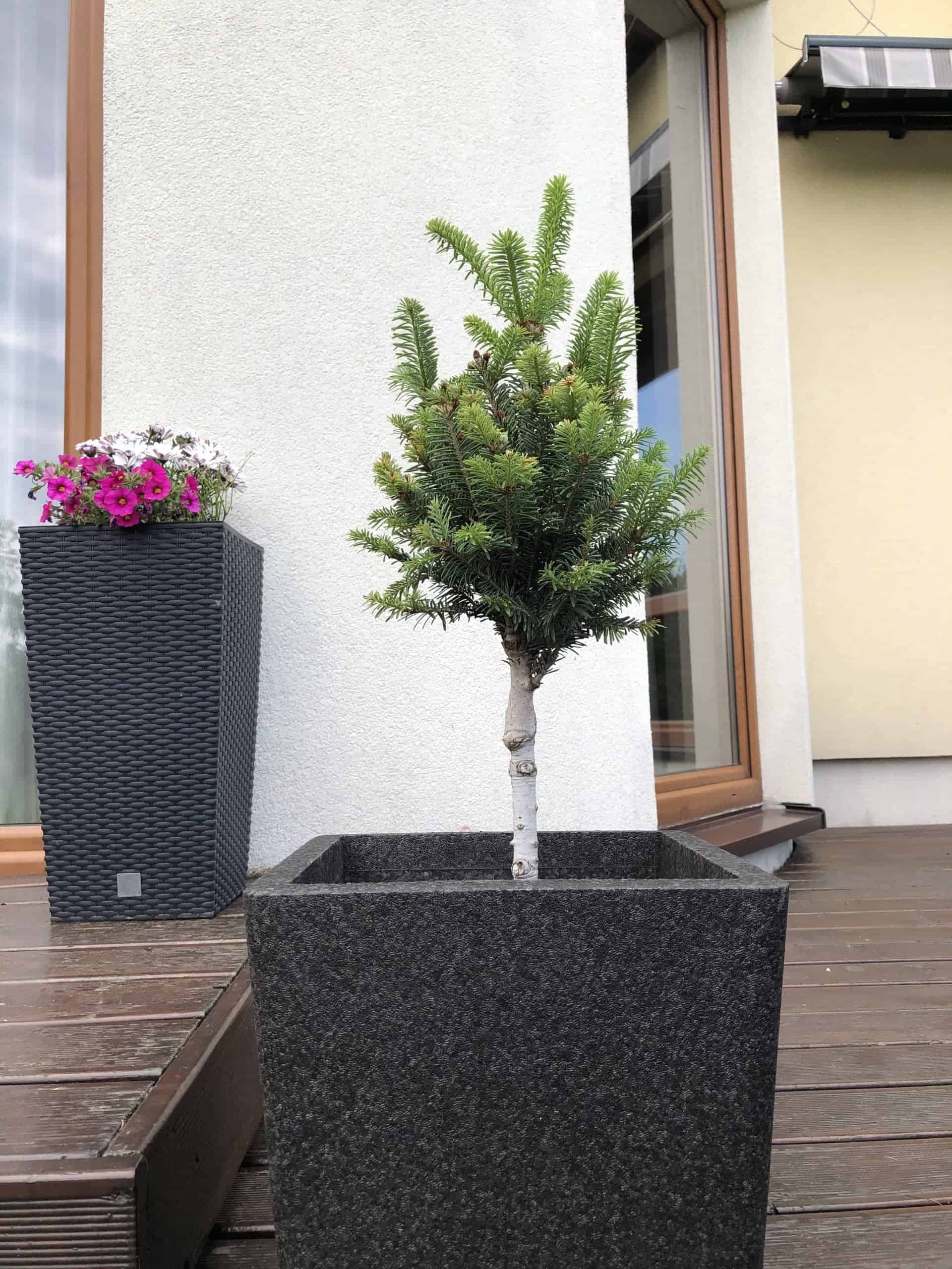 Jodła Balsamiczna szczepiona na pniu Jodła Balsamiczna szczepiona na pniu 1