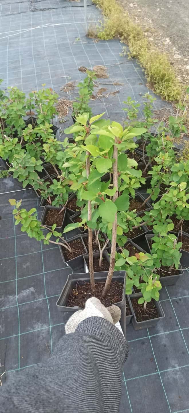 Świdośliwa olcholistna SMOKY - Sadzonka P9 Amalenchier Smoky p9 4