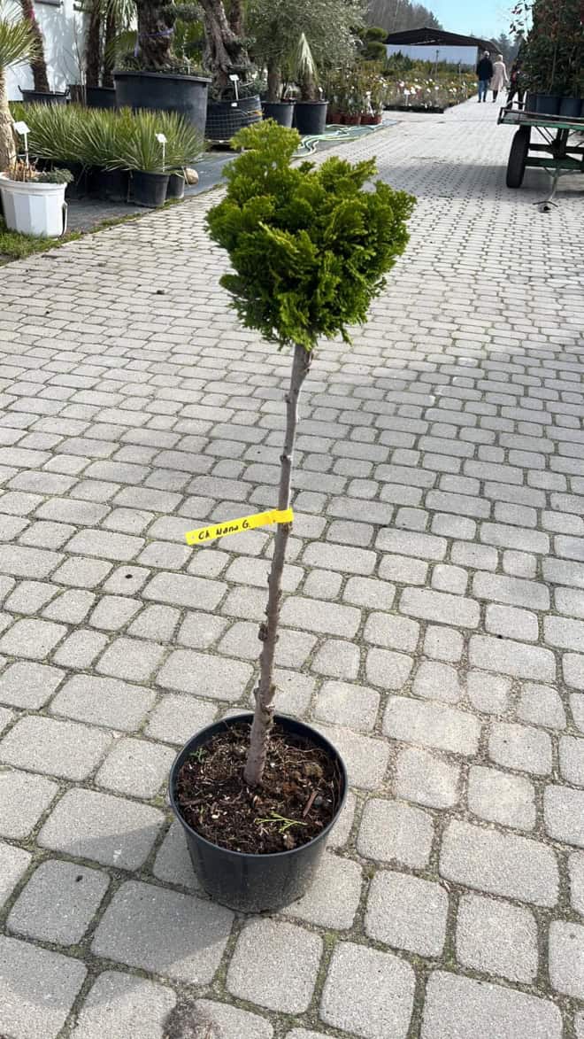 Thuja Smaragd formowana na pniu Thuja Smaragd formowana na pniu 2