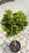 Thuja Smaragd formowana na pniu Thuja Smaragd formowana na pniu 3