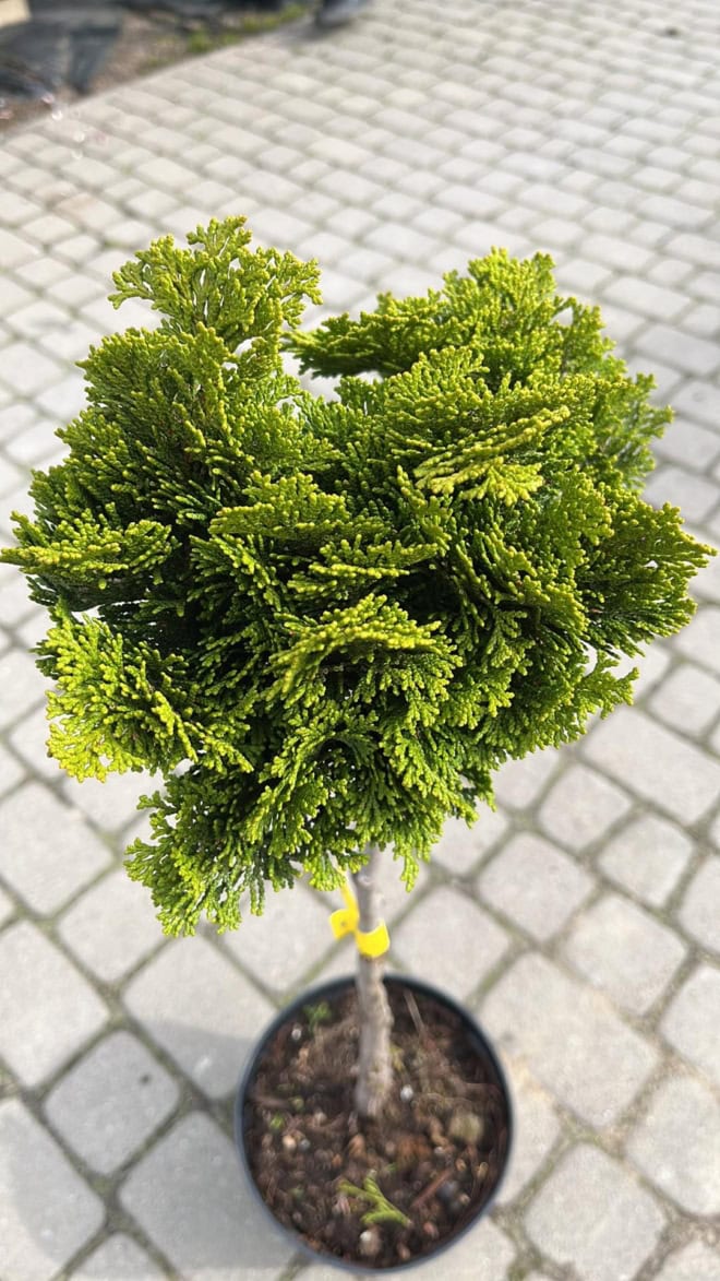 Thuja Smaragd formowana na pniu Thuja Smaragd formowana na pniu 3