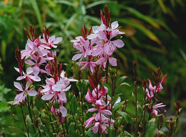 Gaura Lindheimera „Graceful Light Pink”
