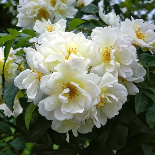 Róża pnąca 'Perennial Blush’