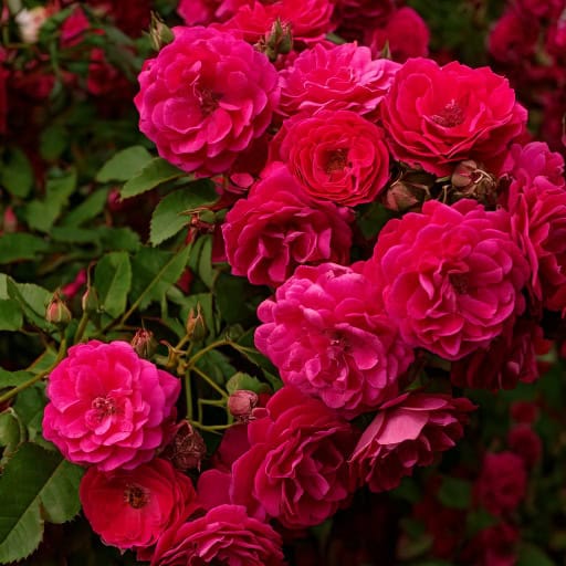 Róża pnąca 'Starlet® Rose Lola’