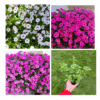 Supertunia kaskadowa VISTA - Zestaw trzech kolorów Supertunia kaskadowa VISTA - Zestaw trzech kolorów 1