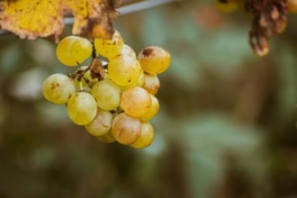 Winorośl Hibernal P9 ŻÓŁTA SŁODKA ODMIANA Vitis Hibernal 1