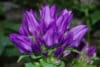 Dzwonek skupiony Dahurica- doskonały do bukietów Campanula glomerata ' Duhurica' 4