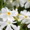 Floks szydlasty White Delight Phlox subulata White Delight 2