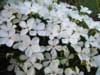 Floks szydlasty White Delight Phlox subulata White Delight 1