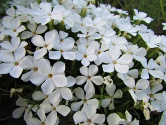 Floks szydlasty White Delight Phlox subulata White Delight 1