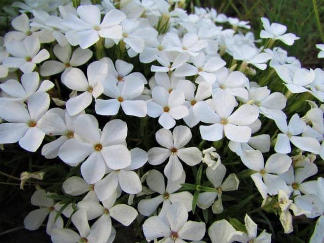 Floks szydlasty White Delight Phlox subulata White Delight 1
