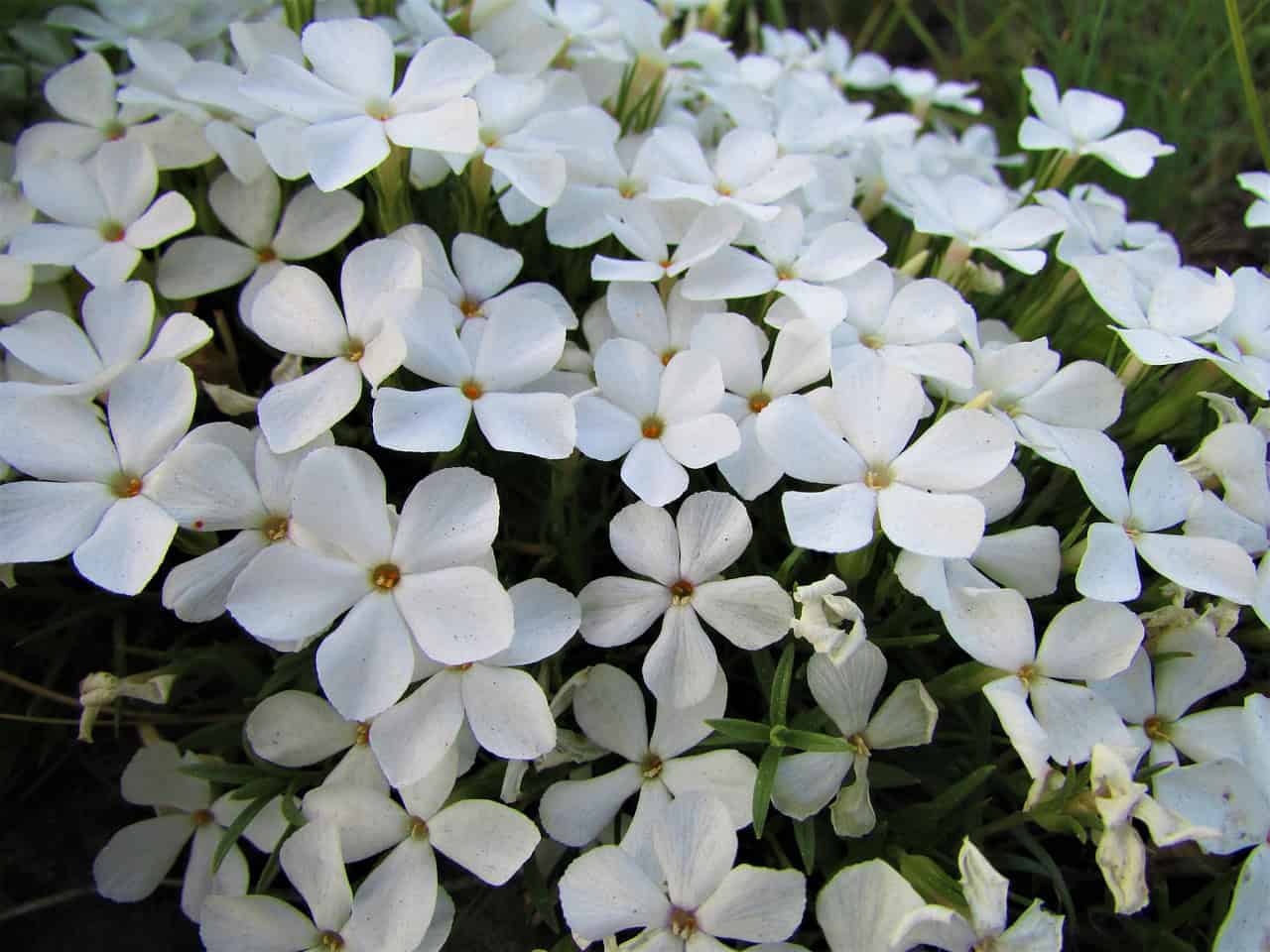 Floks szydlasty „White Delight”