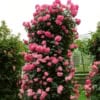 Róża pnąca 'Perennial Rosali' Rosa 'Perennial Rosali' pnąca 2