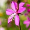 Gaura Siskiyou Pink Gaura Siskiyou Pink 4