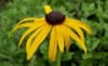 Rudbekia Rudbeckia 2
