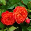 Róża pnąca 'STARLET ROSES 'Carmen' Rosa STARLET ROSES 'Carmen' (Róża pnąca) 1