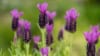 Lawenda francuska Bandera Purple Lavandula stoechas Bandera Purple 1